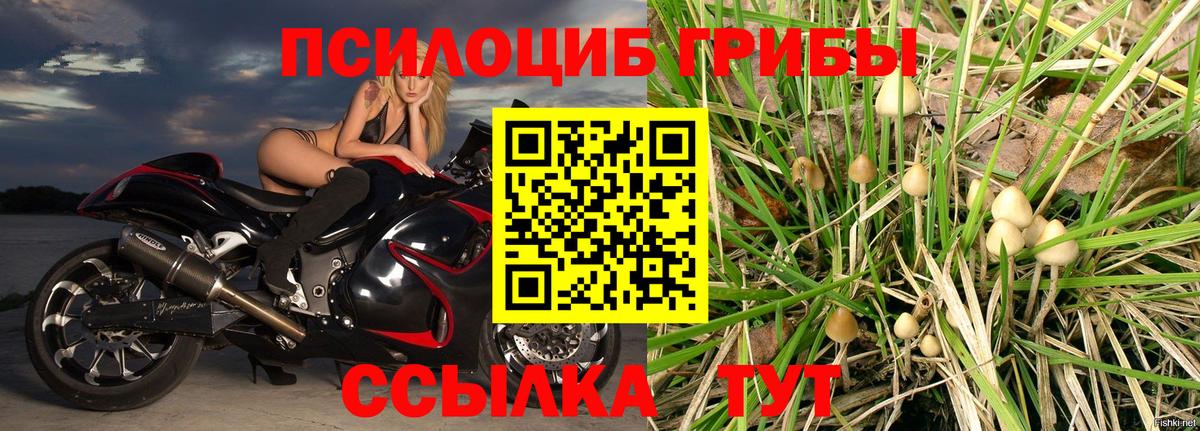 Абинск  Псилоцибиновые грибы Psilocybine cubensis  Вход с VPN 