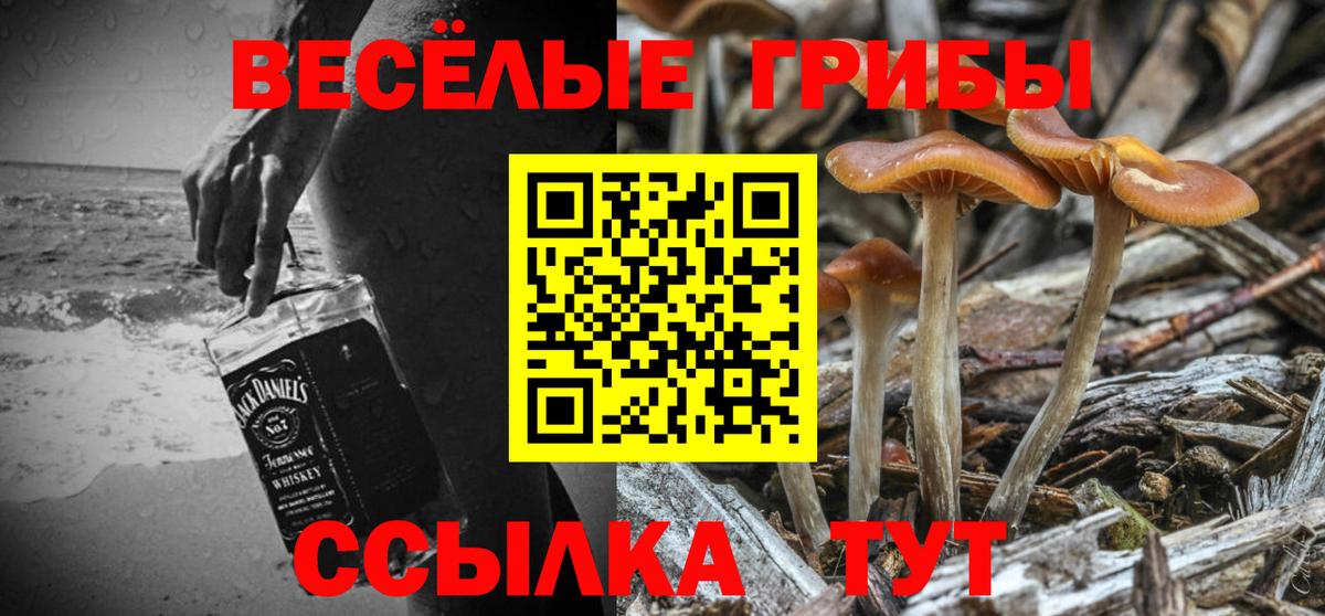 Галлюциногенные грибы Psilocybe  купить наркоту  Абинск 